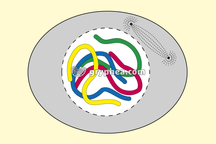 Mitose animale - Prophase - infographie - gryphea.com